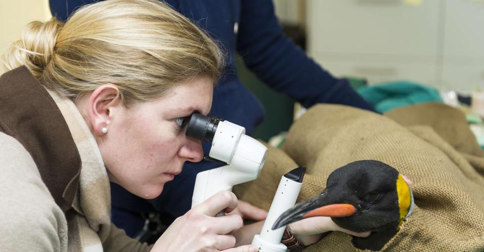 Vorsorgeuntersuchungen auf erbliche genetische Augenerkrankungen